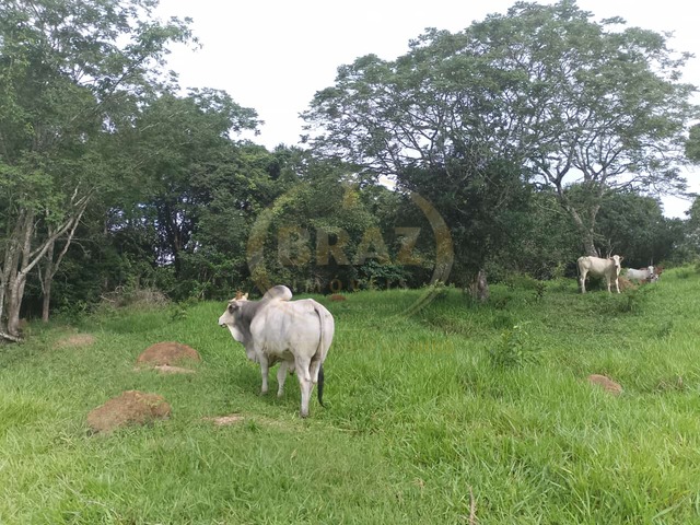 #784 - Fazenda para Venda em Luziânia - GO - 2